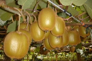 XjԵͺA